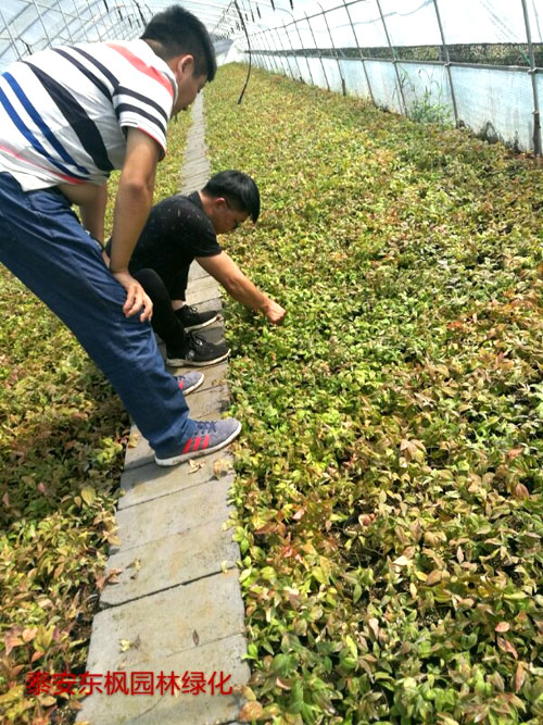 夏日來(lái)臨，當(dāng)你吹空調(diào)喊熱的時(shí)候，讓我?guī)阋黄鹱哌M(jìn)東楓園林體驗(yàn)一下東楓人高溫下工作不一樣的夏日風(fēng)采