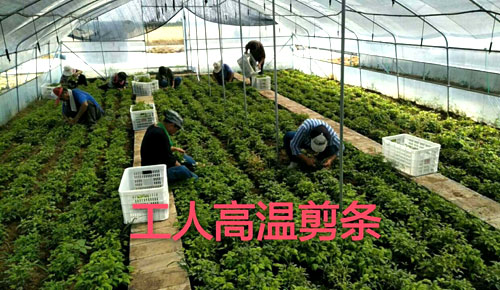 夏日來(lái)臨，當(dāng)你吹空調(diào)喊熱的時(shí)候，讓我?guī)阋黄鹱哌M(jìn)東楓園林體驗(yàn)一下東楓人高溫下工作不一樣的夏日風(fēng)采