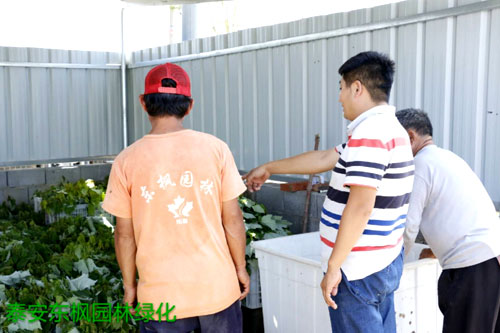 夏日來(lái)臨，當(dāng)你吹空調(diào)喊熱的時(shí)候，讓我?guī)阋黄鹱哌M(jìn)東楓園林體驗(yàn)一下東楓人高溫下工作不一樣的夏日風(fēng)采