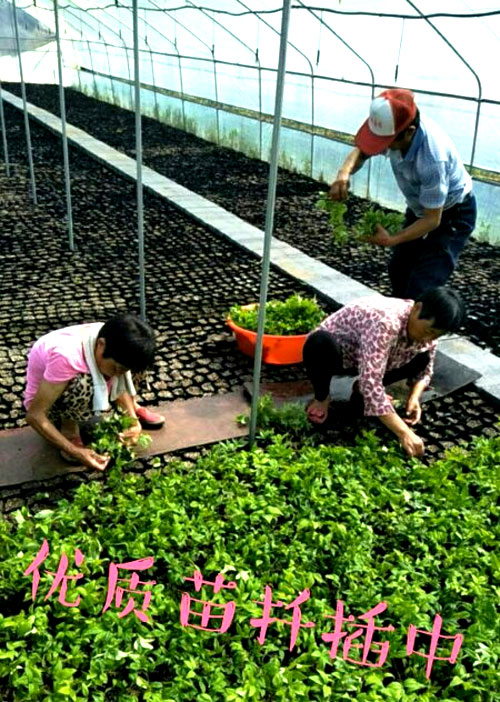 夏日來(lái)臨，當(dāng)你吹空調(diào)喊熱的時(shí)候，讓我?guī)阋黄鹱哌M(jìn)東楓園林體驗(yàn)一下東楓人高溫下工作不一樣的夏日風(fēng)采