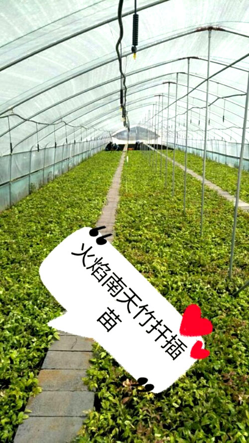夏日來(lái)臨，當(dāng)你吹空調(diào)喊熱的時(shí)候，讓我?guī)阋黄鹱哌M(jìn)東楓園林體驗(yàn)一下東楓人高溫下工作不一樣的夏日風(fēng)采