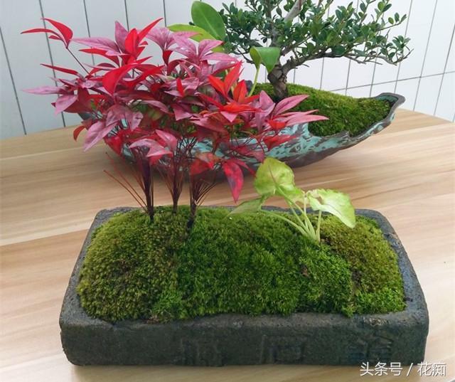 火焰南天竹入市以來熱度不減，未來幾年市場好！