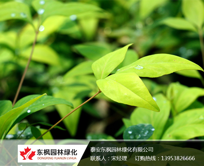 火焰南天竹入市以來熱度不減，未來幾年市場好！