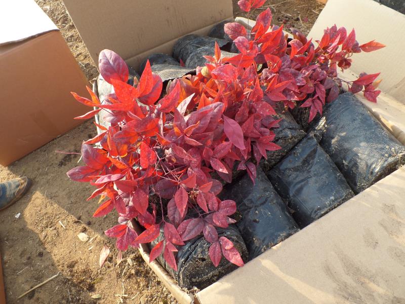 火焰南天竹入市以來熱度不減，未來幾年市場好！