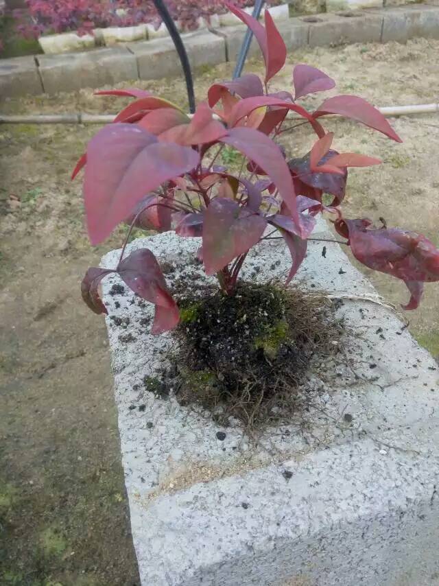火焰南天竹入市以來熱度不減，未來幾年市場好！