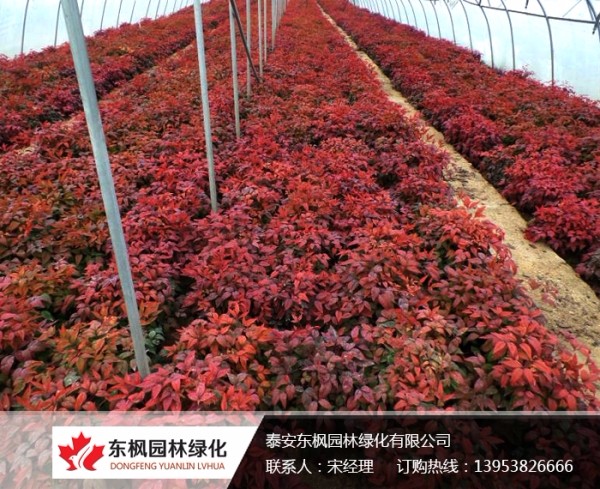 火焰南天竹栽種、澆水、施肥等及擺放環(huán)境