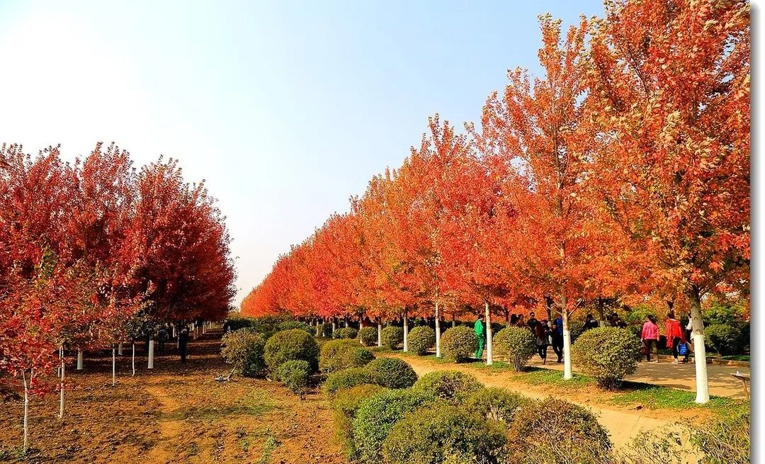 它，秋之?huà)勺印绹?guó)紅點(diǎn)紅楓