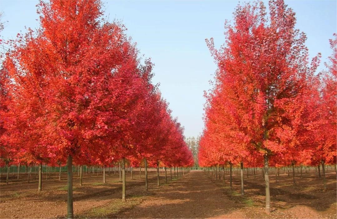 它，秋之?huà)勺印绹?guó)紅點(diǎn)紅楓