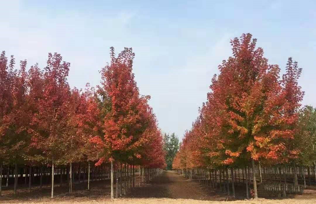 它，秋之?huà)勺印绹?guó)紅點(diǎn)紅楓