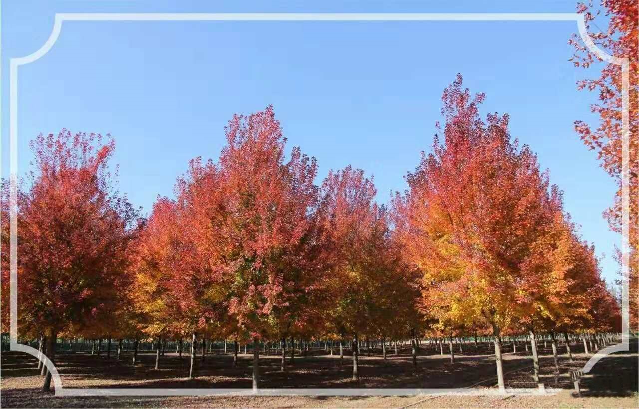 它，秋之?huà)勺印绹?guó)紅點(diǎn)紅楓
