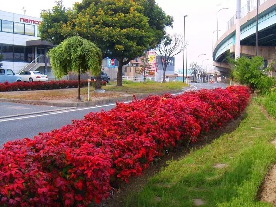凌霜傲雪，夏透碧翠；近凝眸，紅光瀲艷，精神抖擻------火焰南天竹