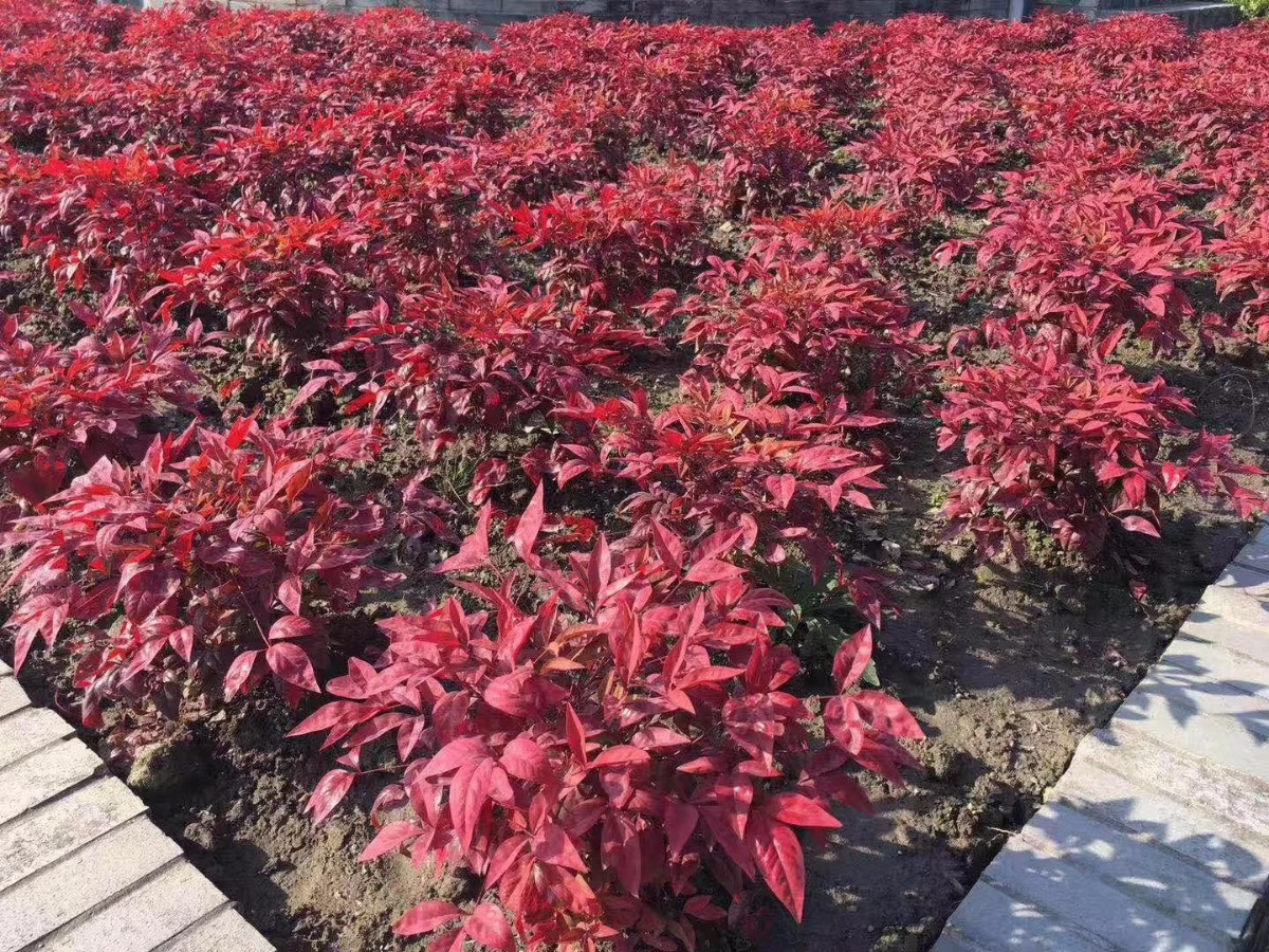 凌霜傲雪，夏透碧翠；近凝眸，紅光瀲艷，精神抖擻------火焰南天竹