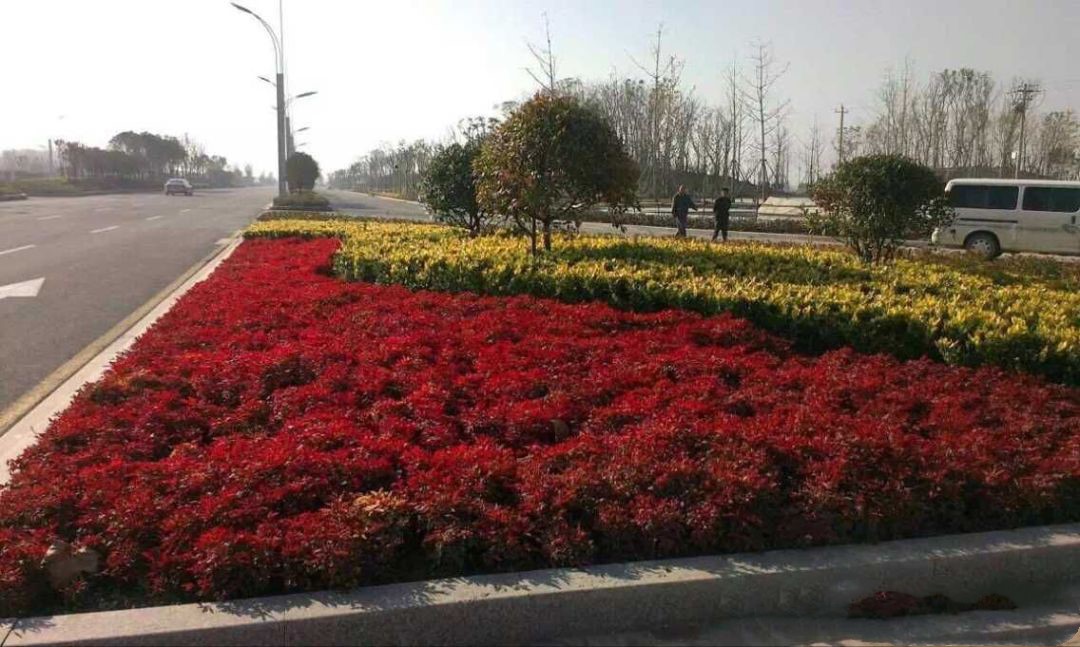 凌霜傲雪，夏透碧翠；近凝眸，紅光瀲艷，精神抖擻------火焰南天竹