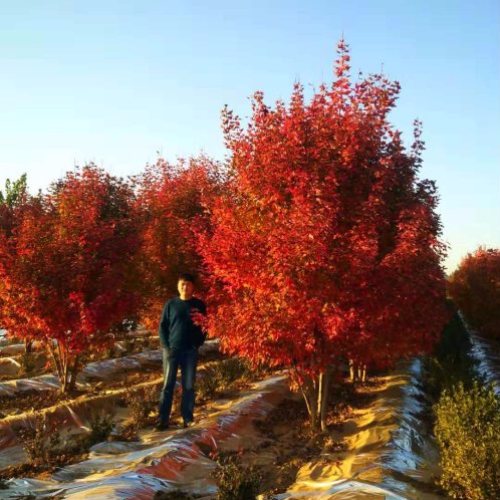 叢生多桿苗木市場(chǎng)需求火爆，叢生紅點(diǎn)紅楓正在逐漸走俏……