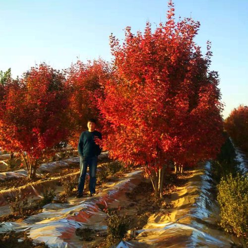 叢生多桿苗木市場(chǎng)需求火爆，叢生紅點(diǎn)紅楓正在逐漸走俏……