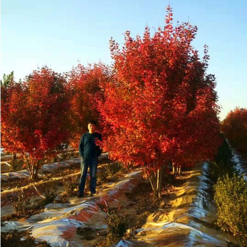 叢生多桿苗木市場(chǎng)需求火爆，叢生紅點(diǎn)紅楓正在逐漸走俏……
