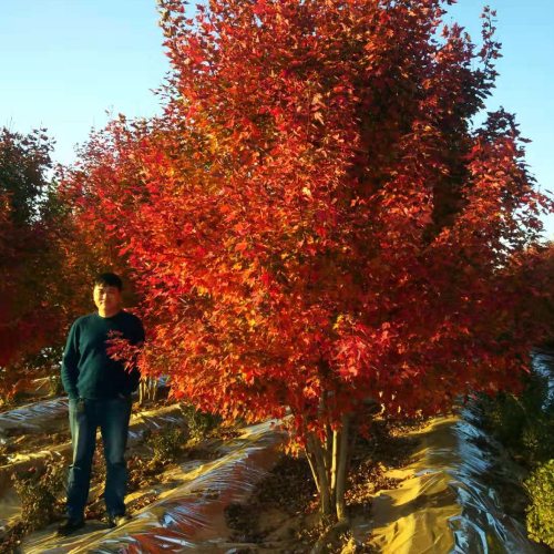 叢生多桿苗木市場(chǎng)需求火爆，叢生紅點(diǎn)紅楓正在逐漸走俏……