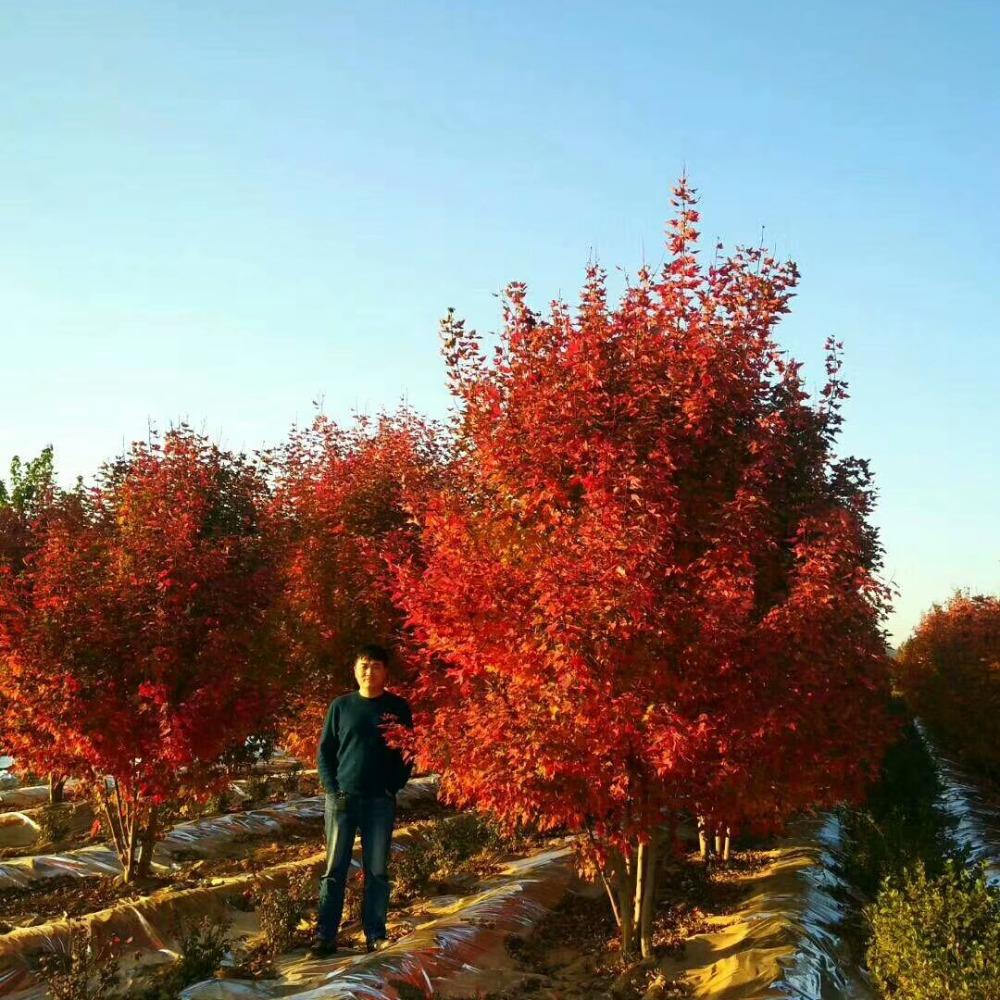 美國紅楓，在砥礪前行中預(yù)見未來